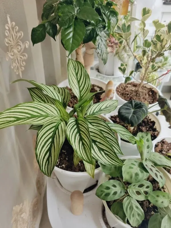 Calathea Vittata