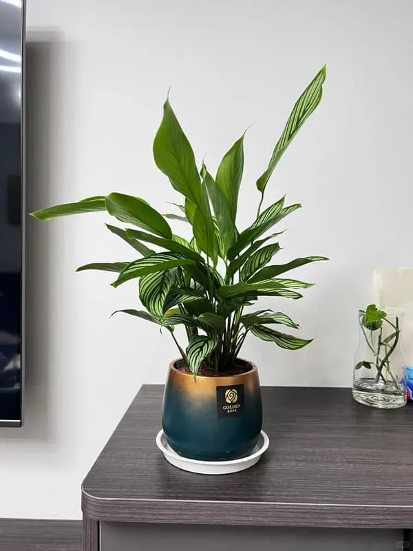 Calathea Vittata