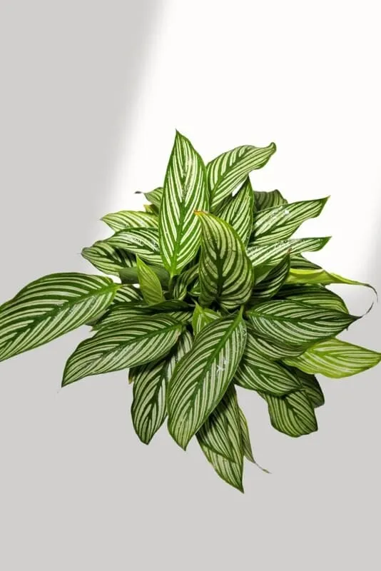 Close-up of Calathea Vittata leaf pattern showing white stripes on green foliage