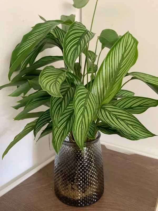 Calathea Vittata