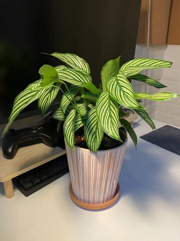 Calathea Vittata leaves showing clean white pinstripes and healthy green growth