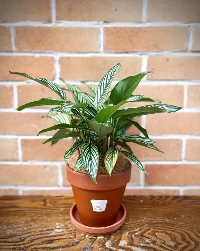 Calathea Vittata