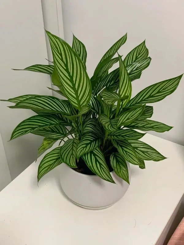 Calathea Vittata growing as a compact striped houseplant in bright indirect light