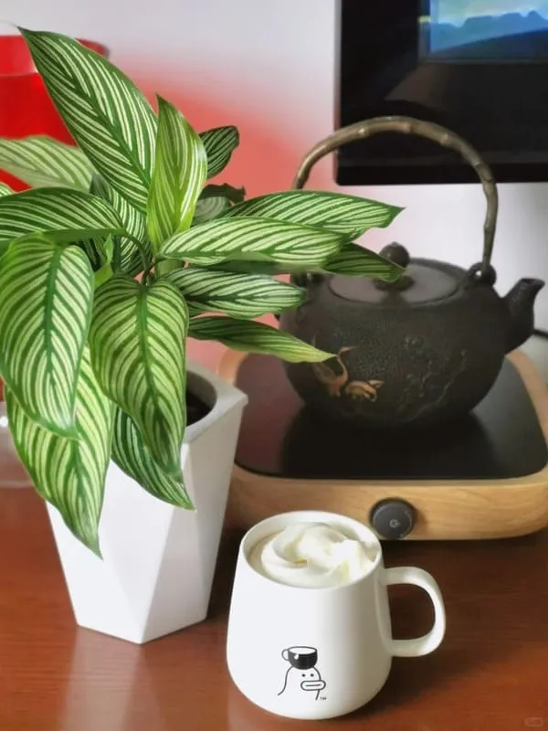 Calathea Vittata