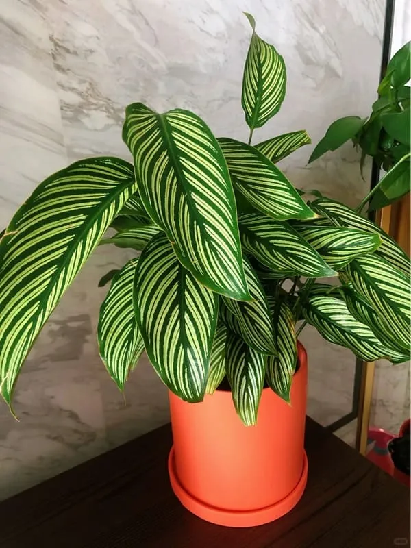 Calathea Vittata