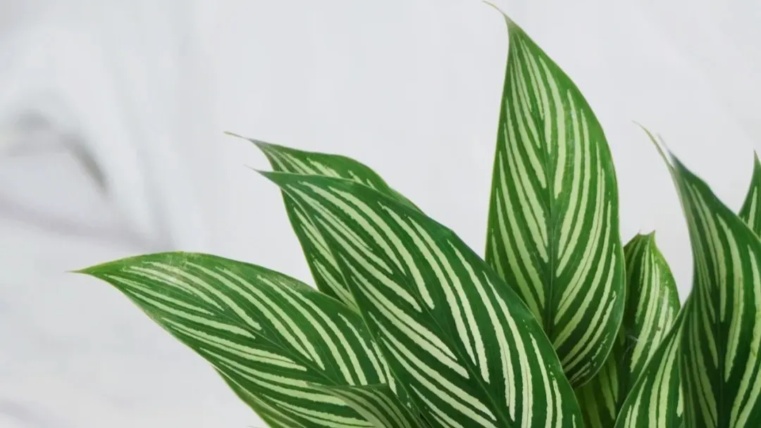 Calathea Vittata Care Tips