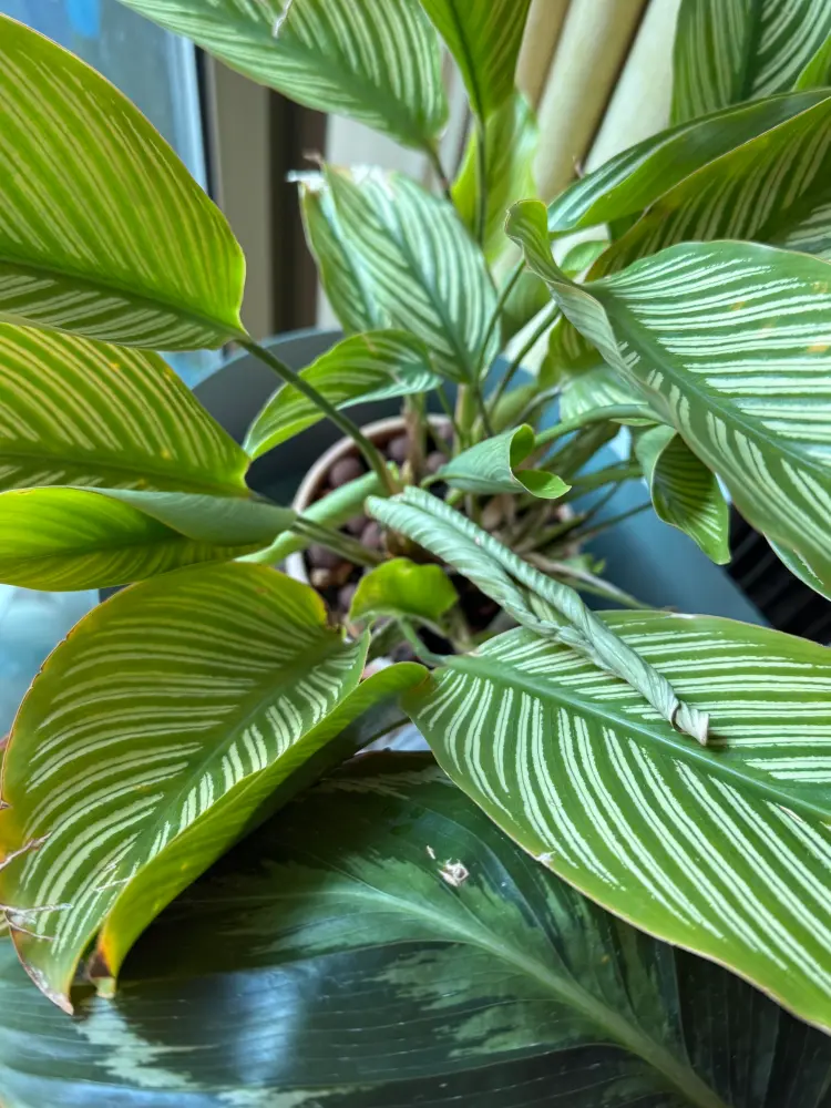 Close-up of Calathea Vittata leaves curling even though the pot was still moist
