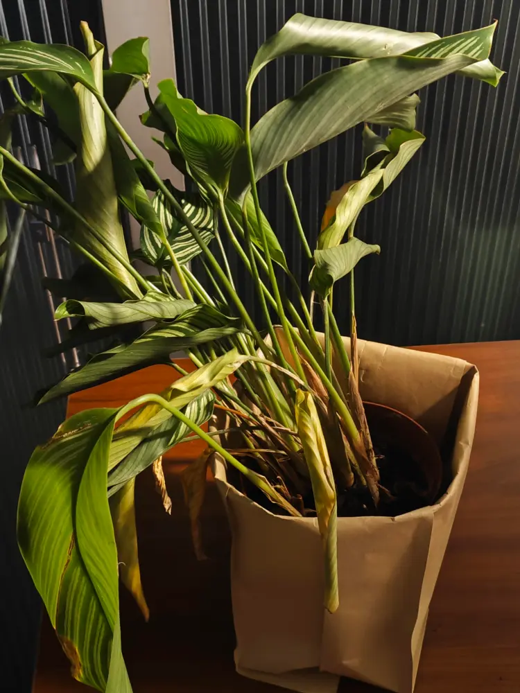 Calathea Vittata with curling leaves, yellowing lower leaves, and weak drooping growth indoors