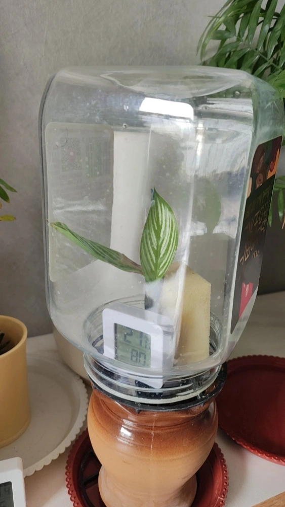 Calathea Vittata under a clear humidity cover with a digital hygrometer during recovery