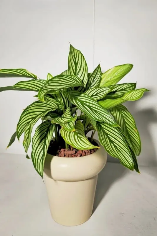 Calathea Vittata with narrow green leaves and crisp white pinstripes indoors