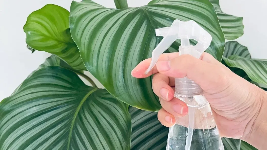 Stop Watering Calathea “Once a Week” — Use This Simple Soil Rule