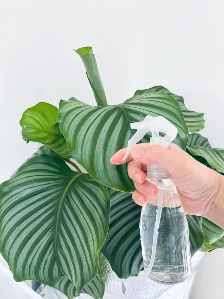 Calathea Watering Guide: How Often and How Much to Water