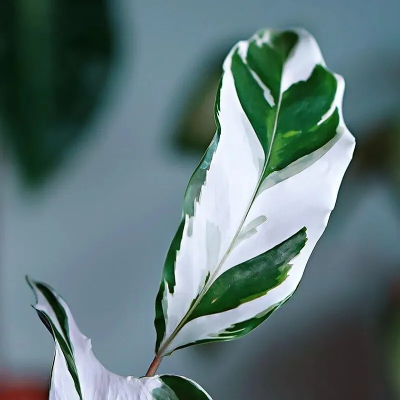 efeu ähnliche pflanzen Hedera helix 'Variegata' main image 0