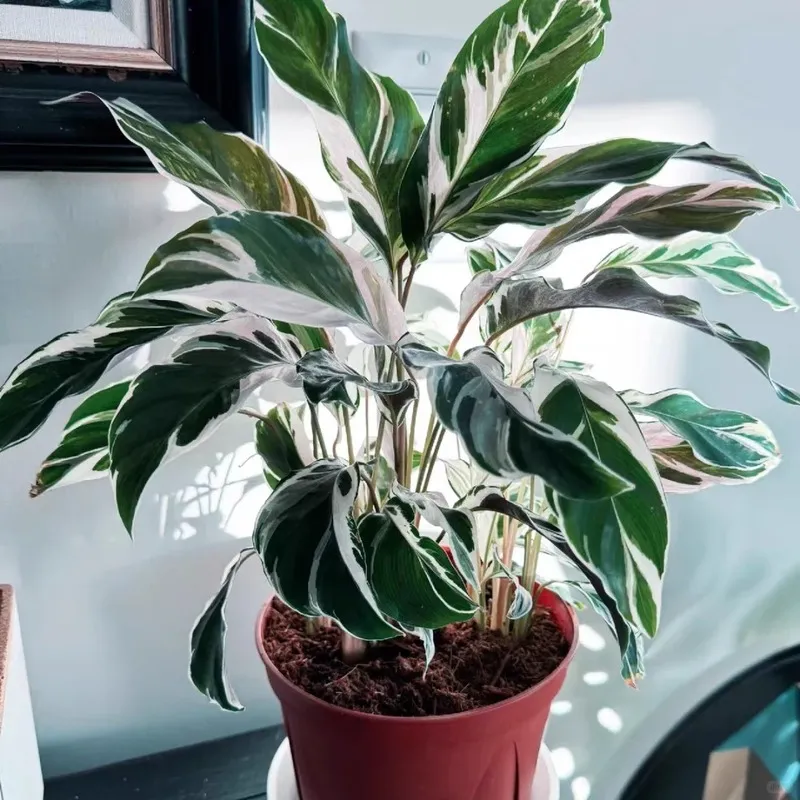 Calathea White Fusion Variegated Beauty Care Guide