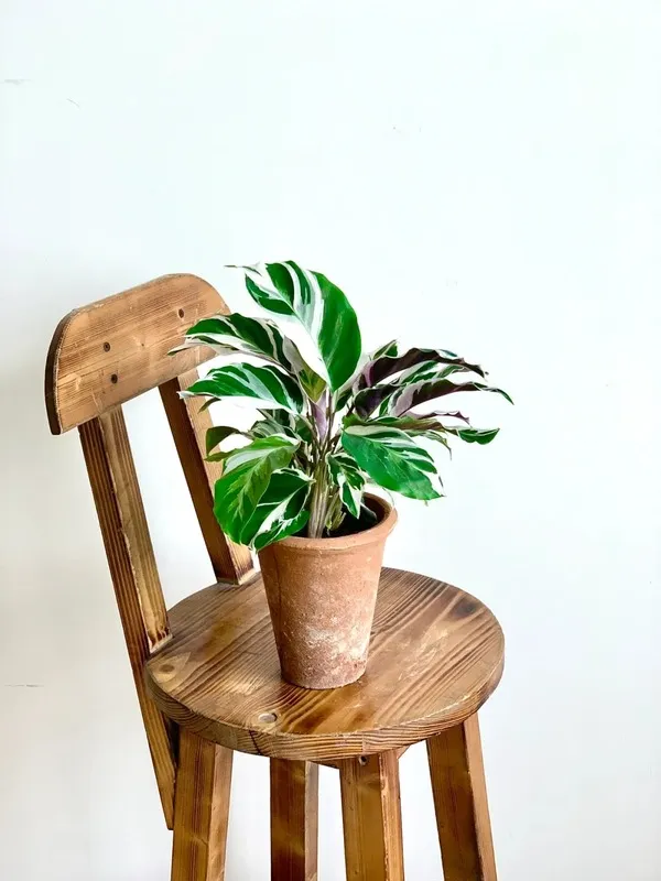 Calathea White Fusion Recovery: How Mine Came Back After Spider Mites and Crispy Leaves 13 Calathea White Fusion (5)