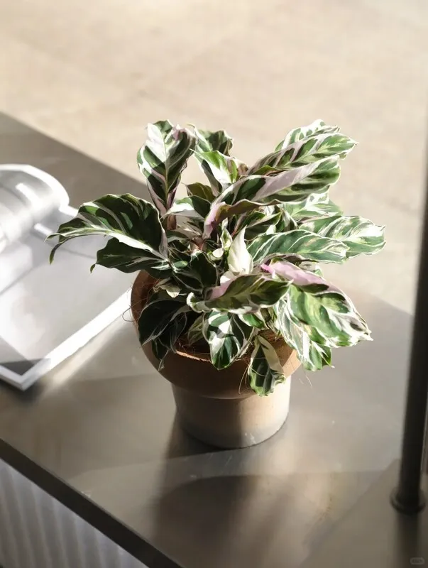 Calathea White Fusion Recovery: How Mine Came Back After Spider Mites and Crispy Leaves 11 Calathea White Fusion (5)