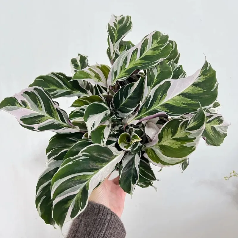 Calathea White Fusion Recovery: How Mine Came Back After Spider Mites and  Crispy Leaves