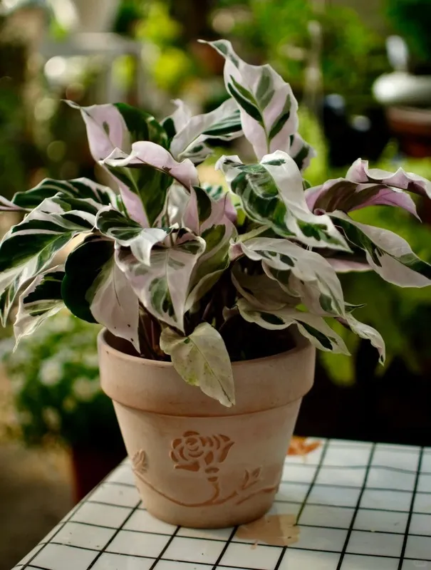 efeu russisch Algerischer Efeu 'Alger' - Hedera algeriensis 'alger'