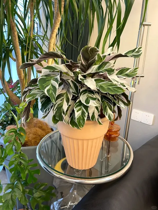 Calathea White Fusion (5)
