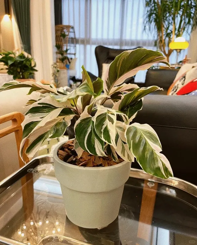 Calathea White Fusion Recovery: How Mine Came Back After Spider Mites and Crispy Leaves 10 Calathea White Fusion (5)