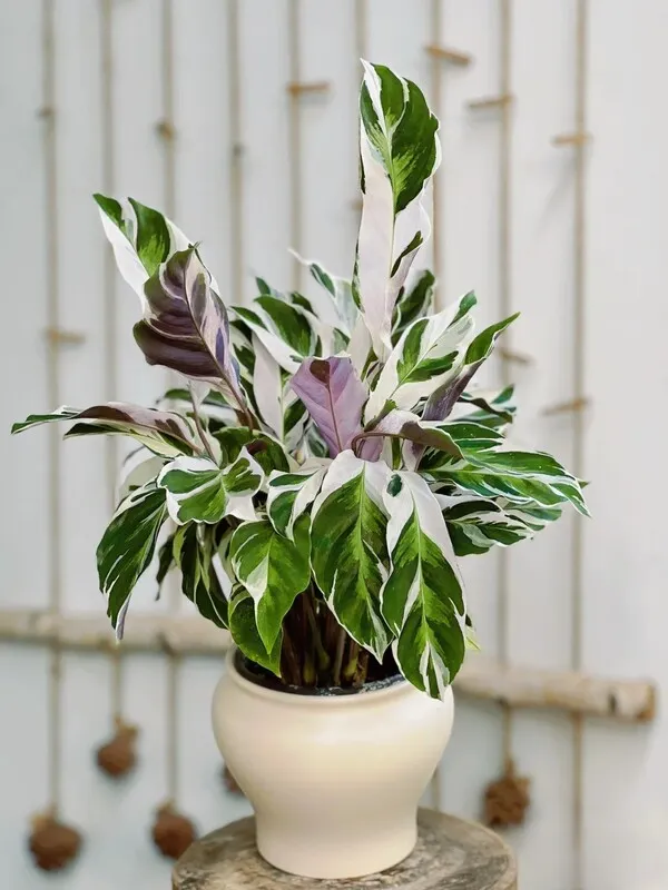 Calathea White Fusion Recovery: How Mine Came Back After Spider Mites and Crispy Leaves 12 Calathea White Fusion (5)