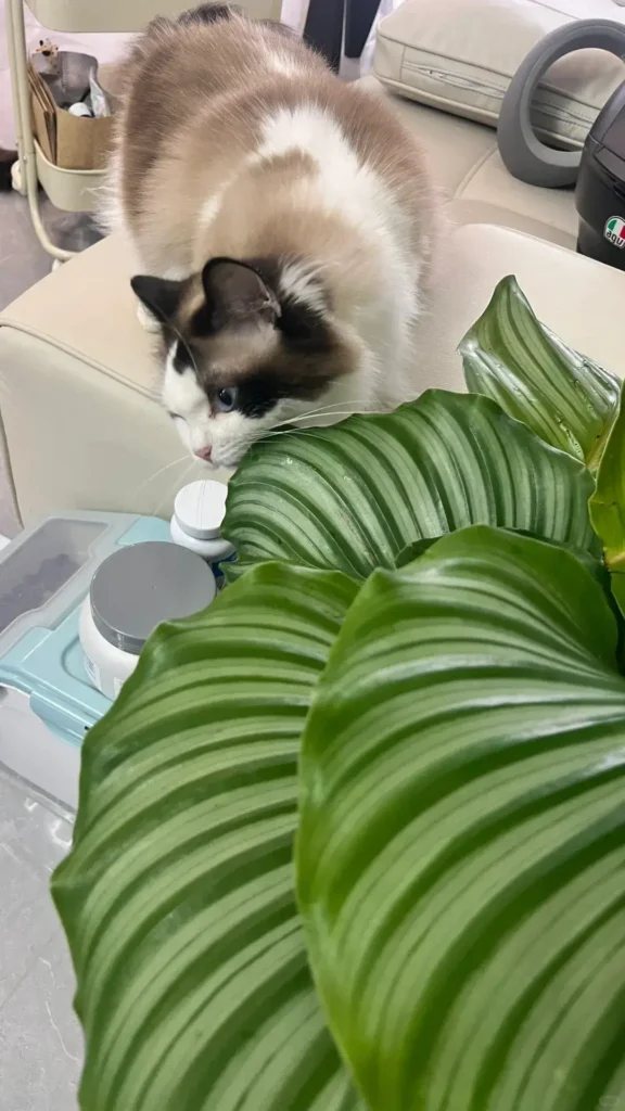 Are Calathea Plants Toxic to Cats? Complete Pet Safety Guide (2025) Are Calathea Plants Toxic to Cats? Complete Pet Safety Guide (2025)