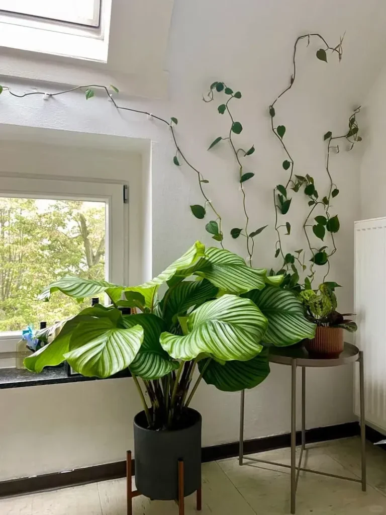 Calathea’s Natural Habitat