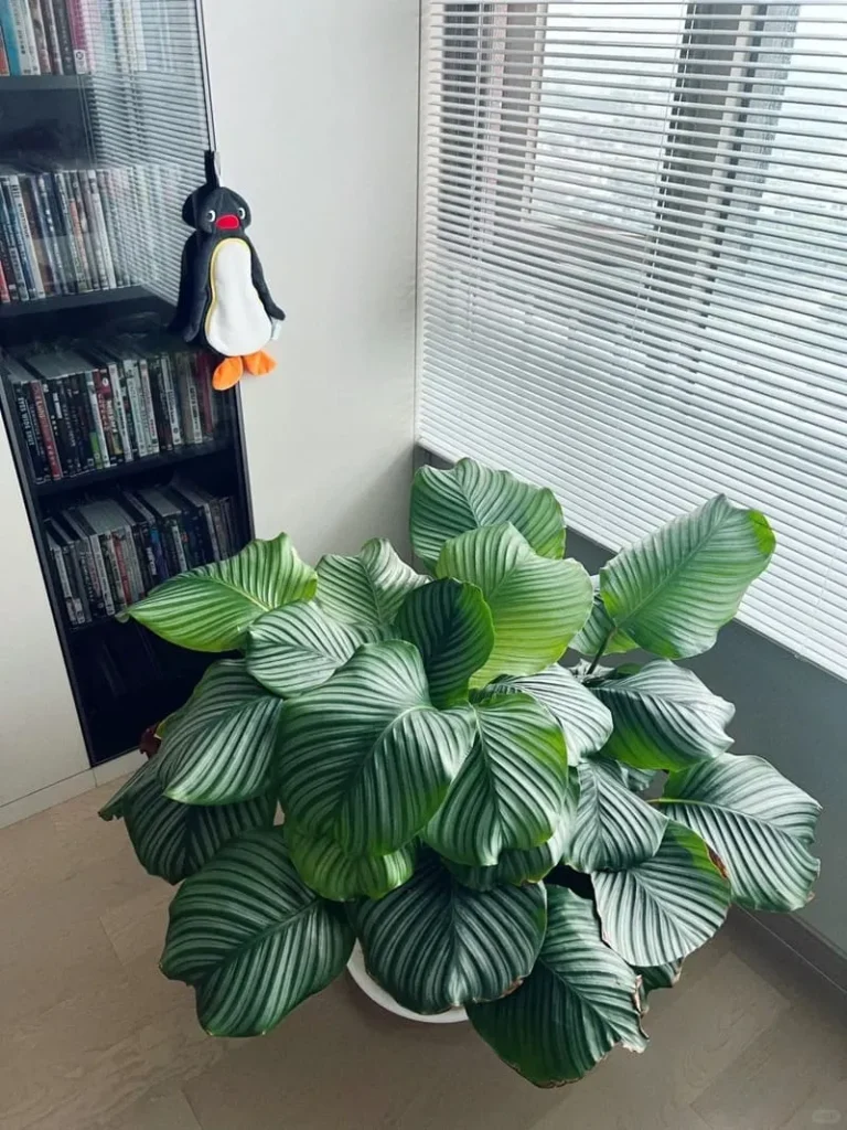 Can Calathea Survive in Low Light