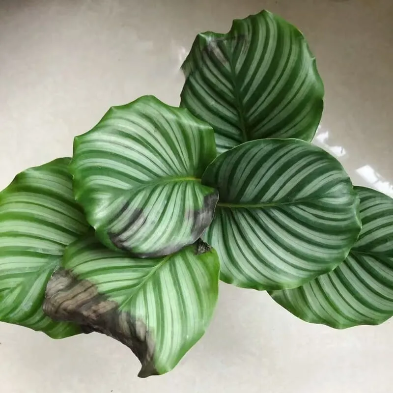Causes of Brown Leaves calathea