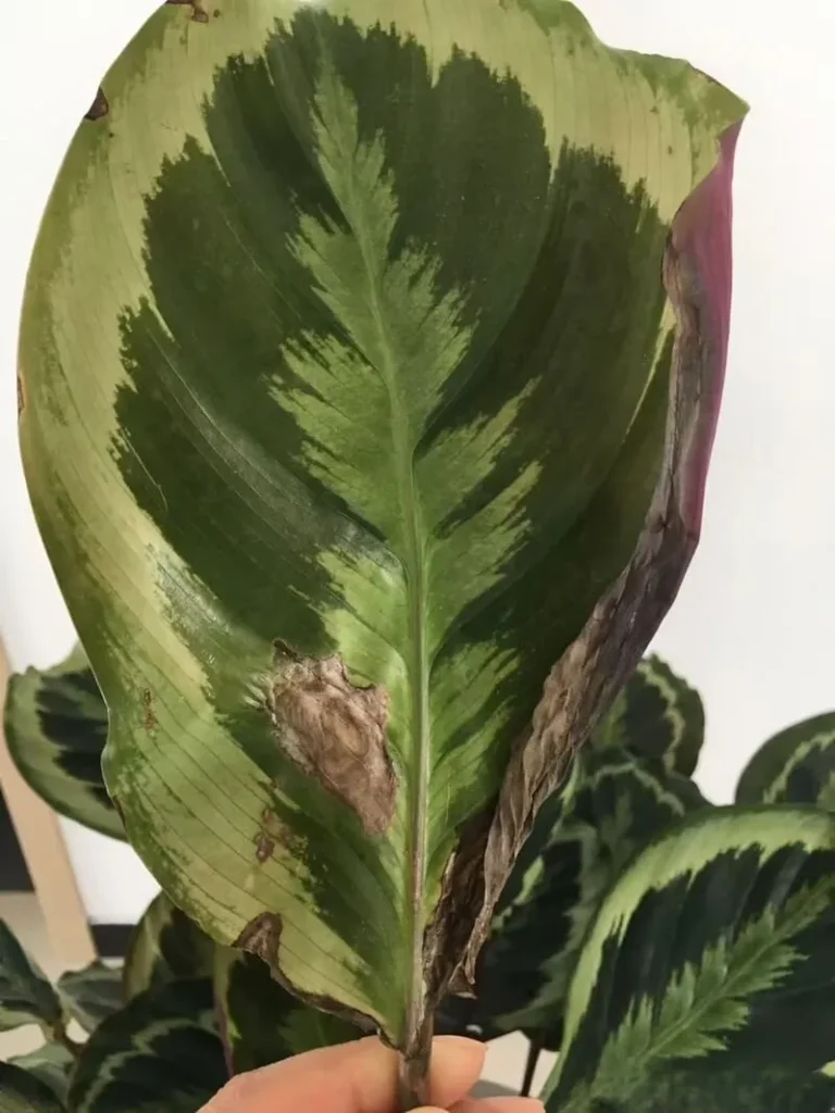 Causes of Brown Leaves calathea
