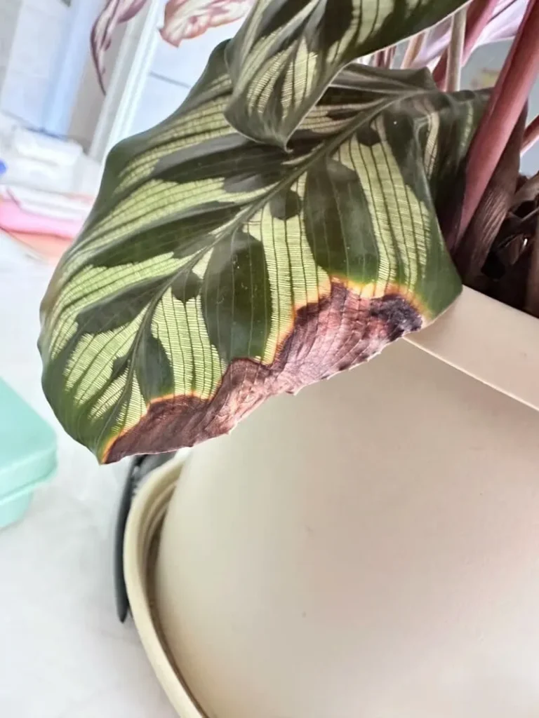 Causes of Brown Leaves calathea