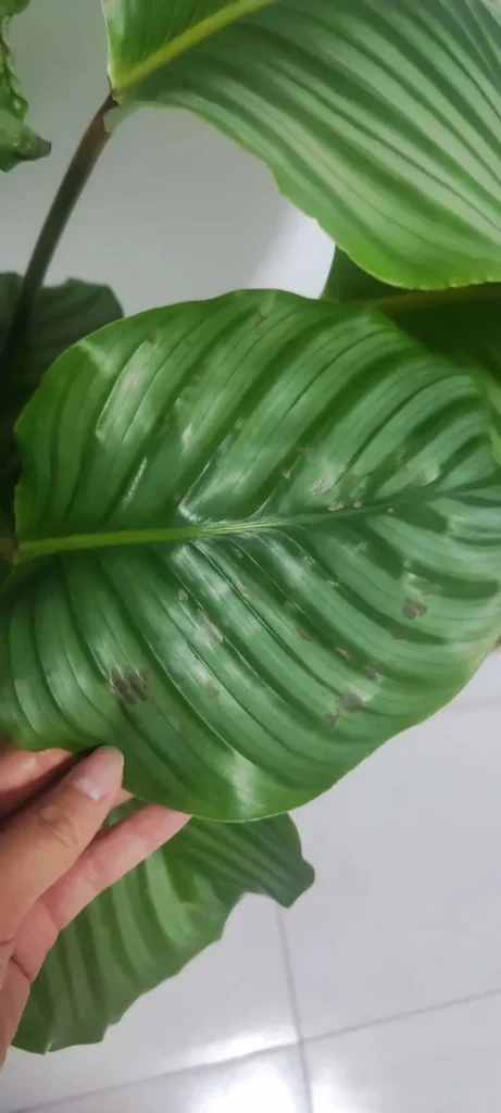 Causes of Brown Leaves calathea
