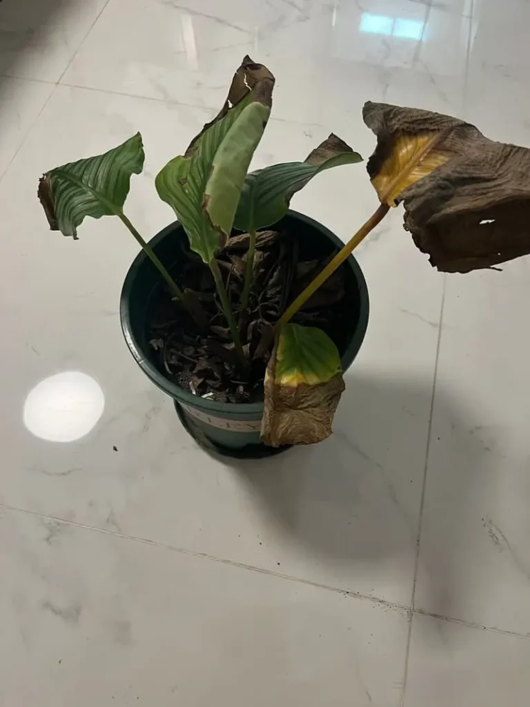 Causes of Brown Leaves calathea