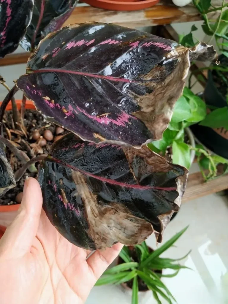 Causes of Brown Leaves calathea