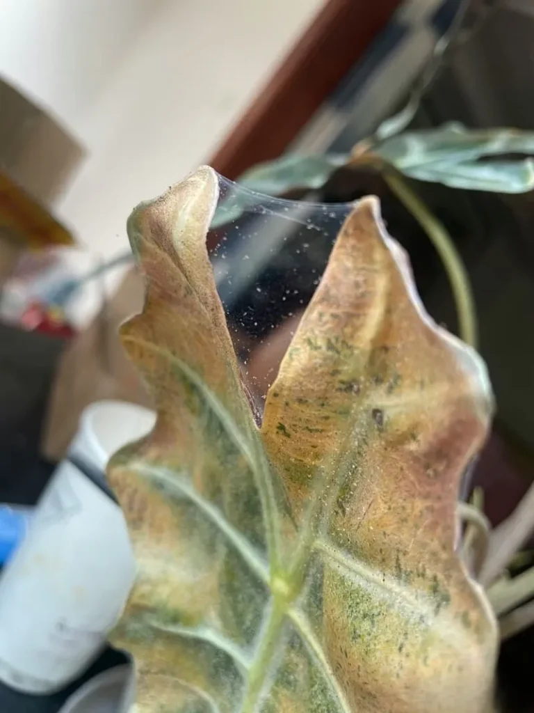 Causes of Brown Leaves calathea
