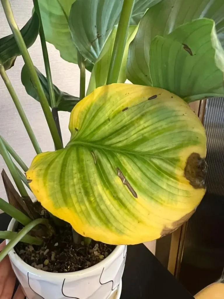 My Calathea Turning Yellow  Causes & Fixes