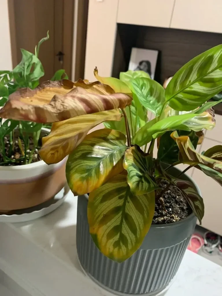 My Calathea Turning Yellow  Causes & Fixes