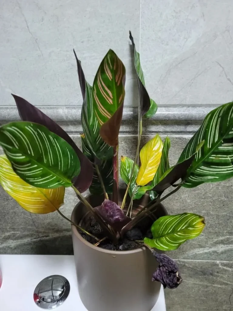 My Calathea Turning Yellow  Causes & Fixes