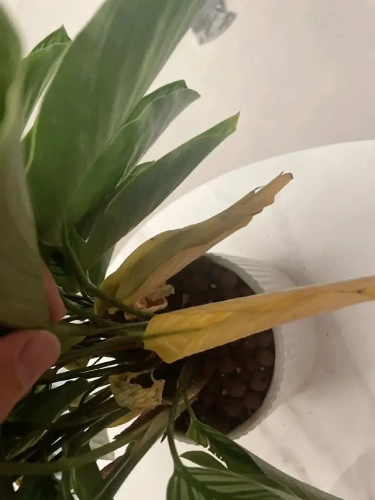 My Calathea Turning Yellow  Causes & Fixes
