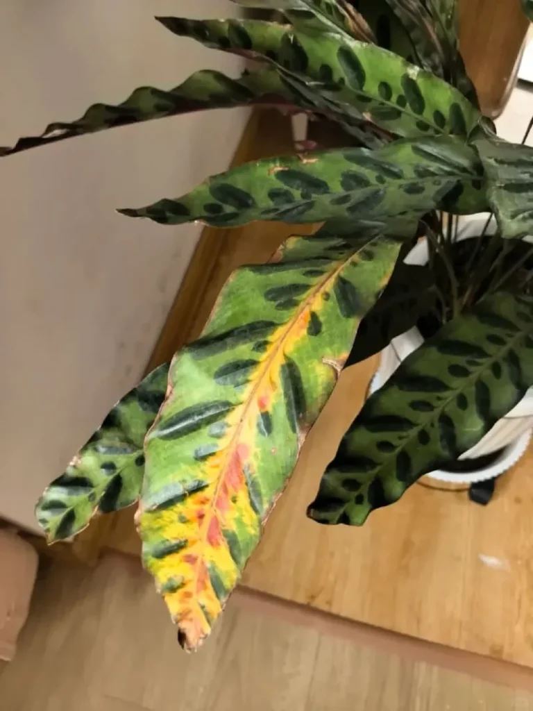 My Calathea Turning Yellow  Causes & Fixes