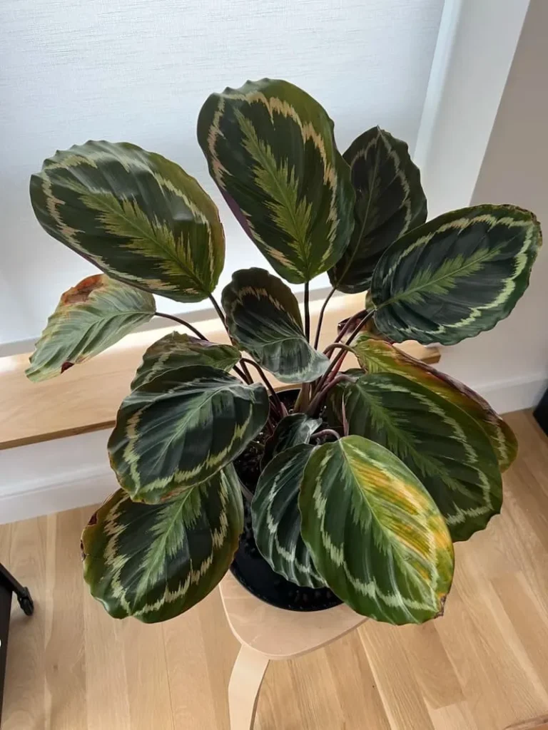 My Calathea Turning Yellow  Causes & Fixes