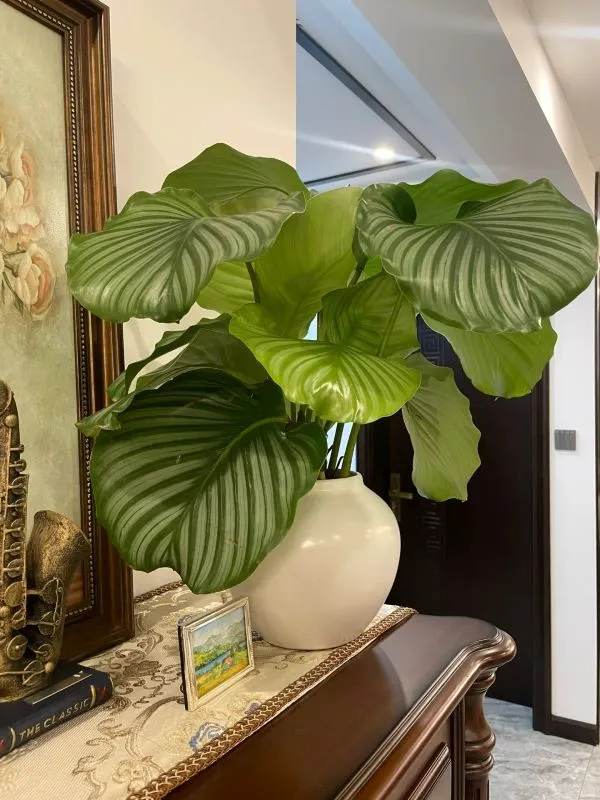 Ceramic without Drainage (2) calathea