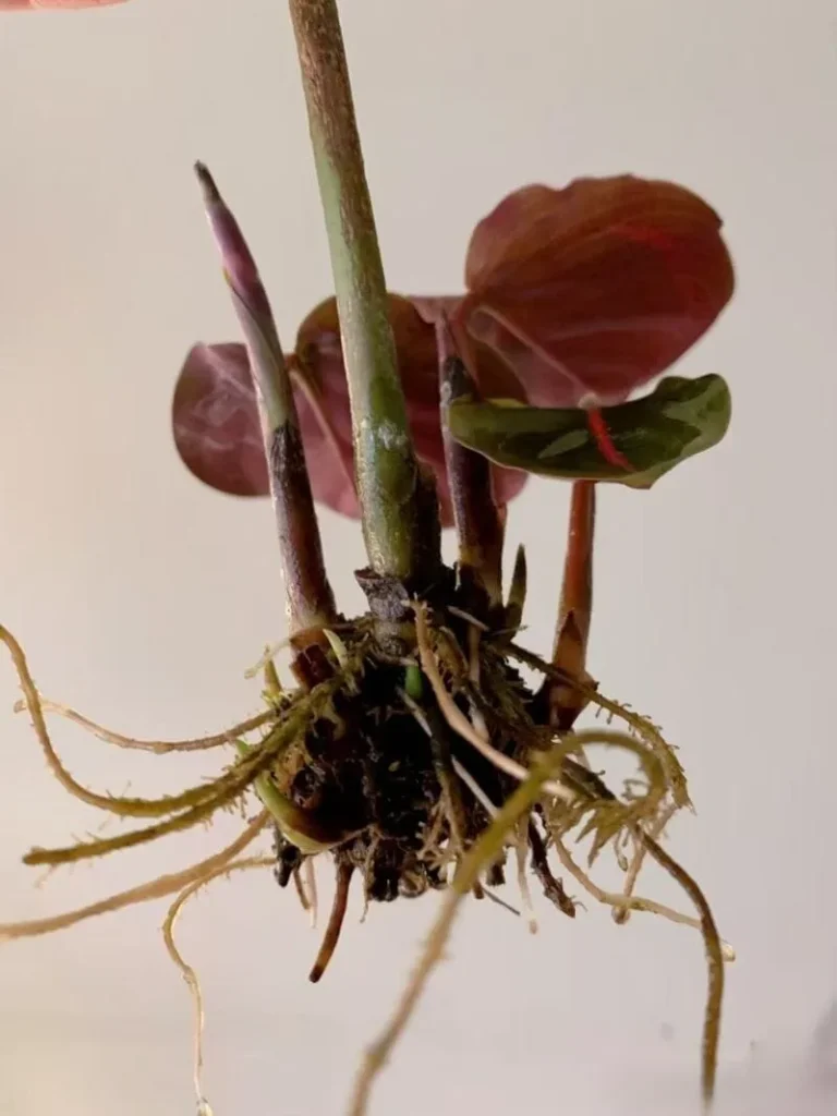 Rinse & trim – Wash away any slimy or rotten material. Cut off black, mushy roots with sterilized scissors, leaving only firm, white roots behind.