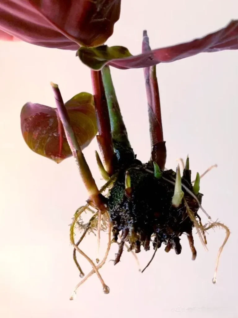 Unpot & clean – Gently remove the plant from its pot and shake off as much old soil as possible.