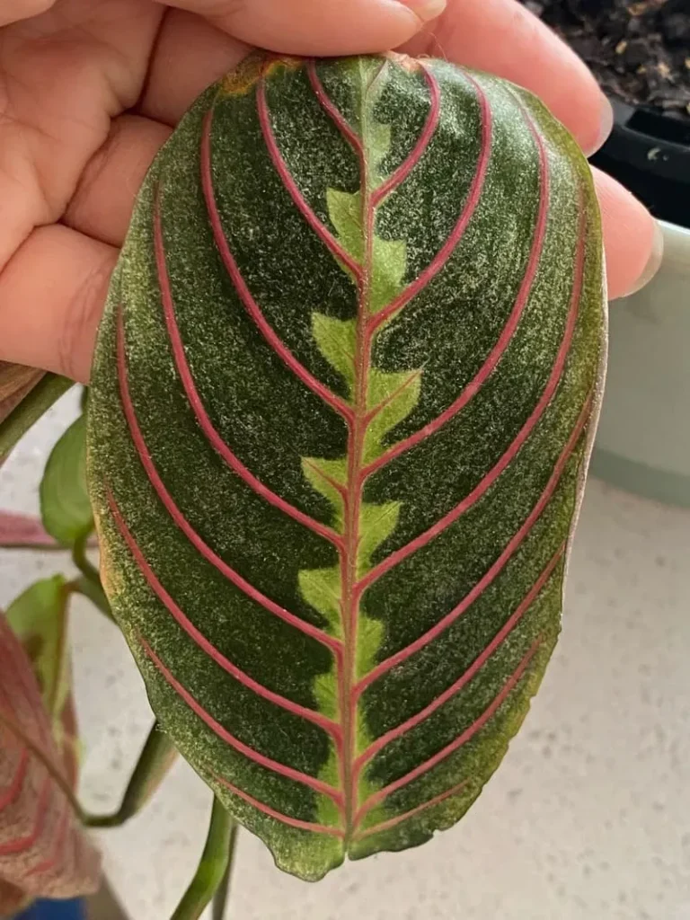 How to Treat Spider Mites on Calathea  Early Signs & Proven Fixes