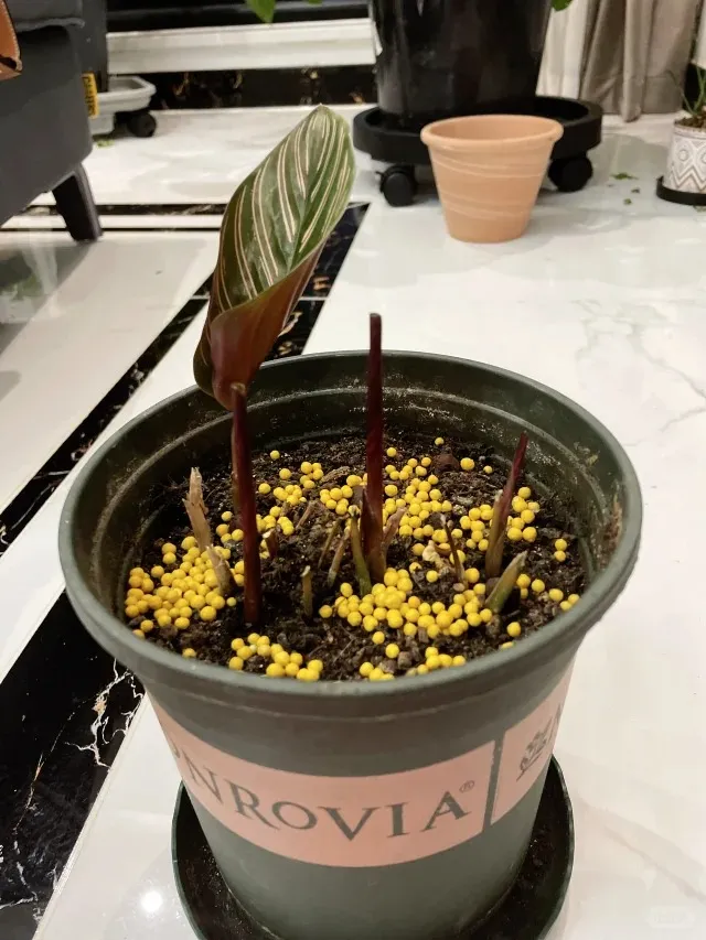 Fertilizer should be spaced out not clustered to protect Calathea roots