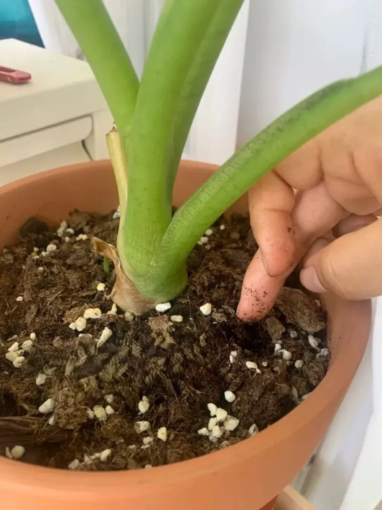 Finger Test calathea soil