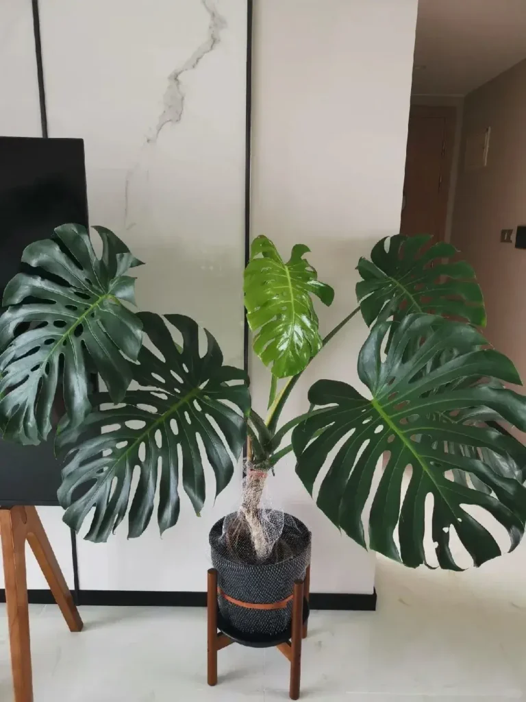 Are Calathea Plants Toxic to Cats? Complete Pet Safety Guide (2025)