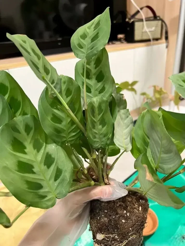 Calathea Propagation Guide
