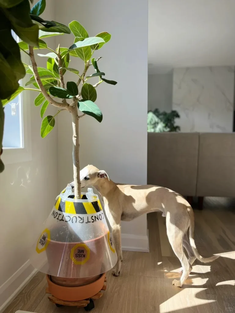 Are Calathea Plants Toxic to Dogs? What Pet Owners Need to Know 9 How to Protect Your Calathea from Dogs